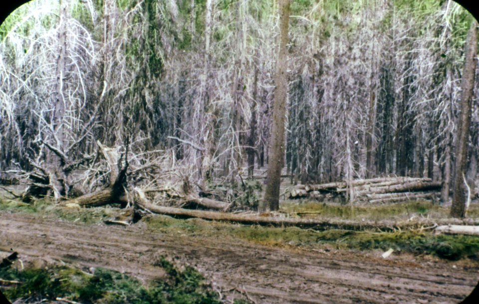 213079 Road in Lodge Pole Stand, Umpqua NF 1926
