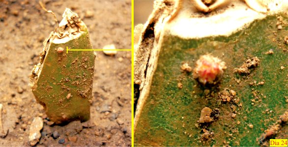 Brote vegetativo de Opuntia boldinghii