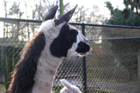 Lama