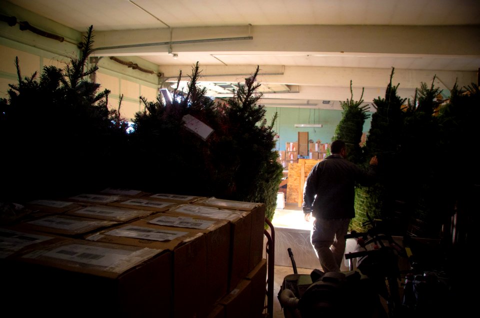 2013 Capitol Christmas Tree-Preparing Trees