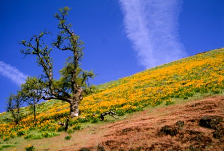 Wildflowers at Dalles Mountain Ranch-Columbia River Gorge photo