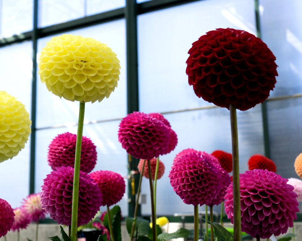 Puget Sound Dahlia Show