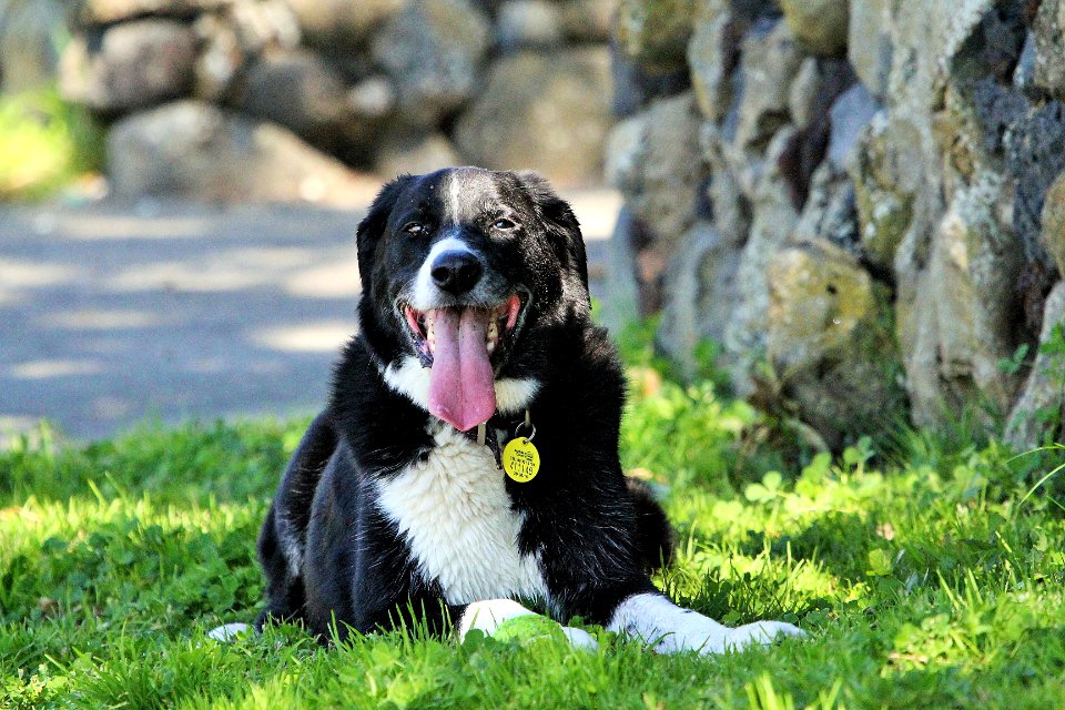 Mans best friend