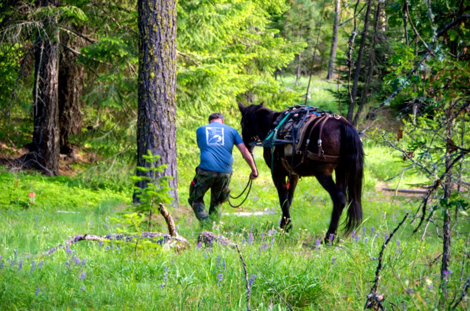 Wilderness Stewardship Skills Training at Mt Adams Ranger District-193 photo