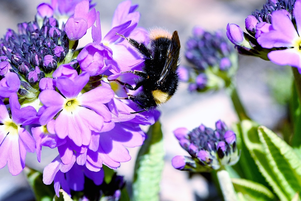 Purple drumstick garden