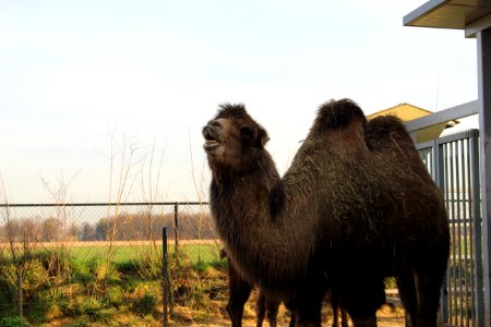Camel