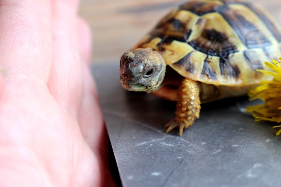 Turtle