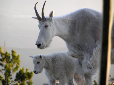 Momma and Baby Mountain Goats, Wallowa Whitman National Forest