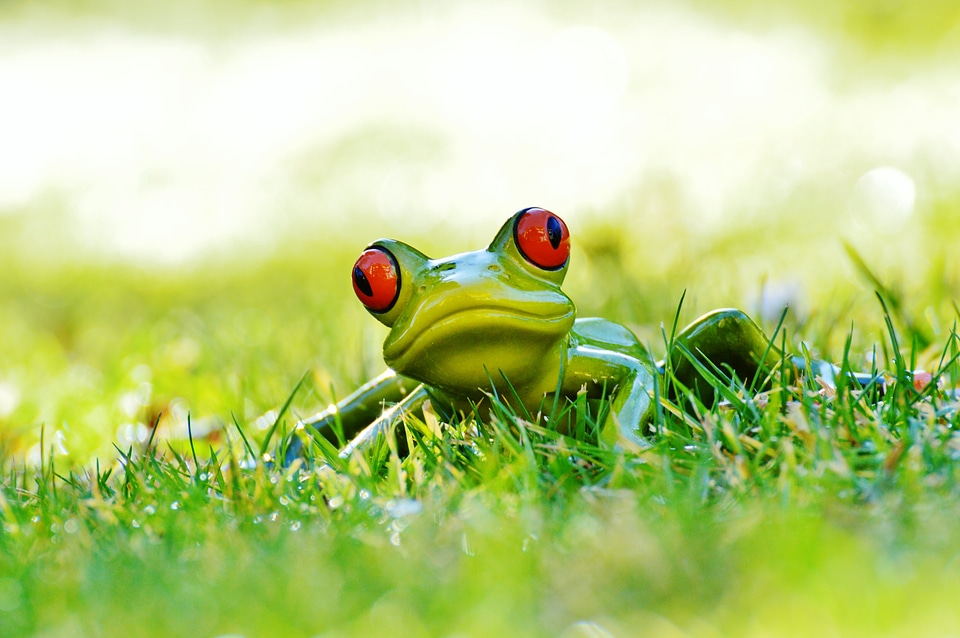 Animal green cute