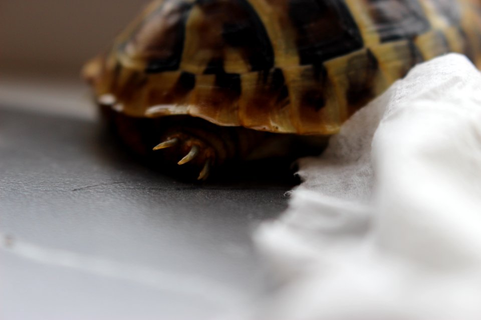 Turtle
