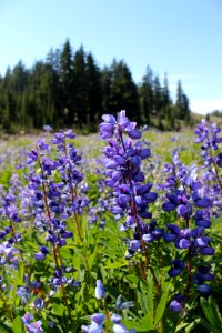 Lupine along the Pacific Crest Trail, Three Sisters Wilderness on the Willamette National Forest photo