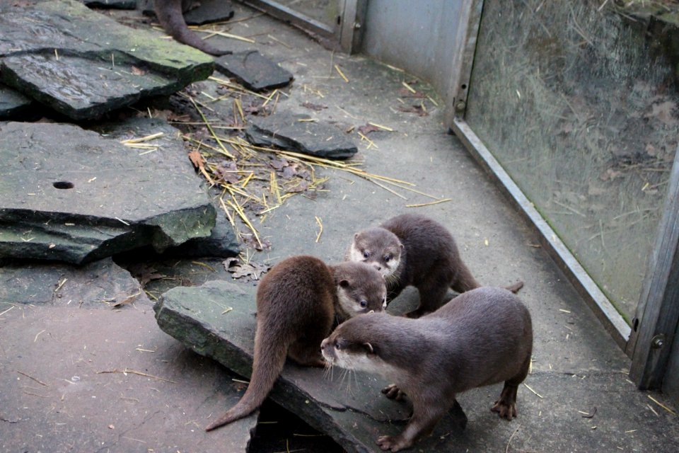 Oriental small-clawed otter