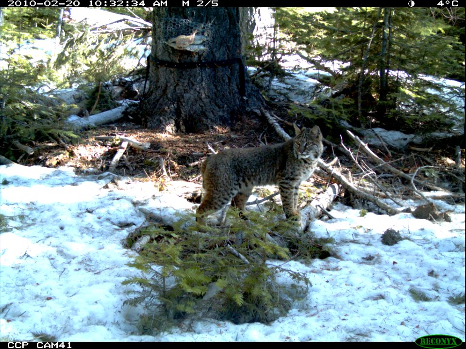 Bobcat Looks off into the Distance-Unknown