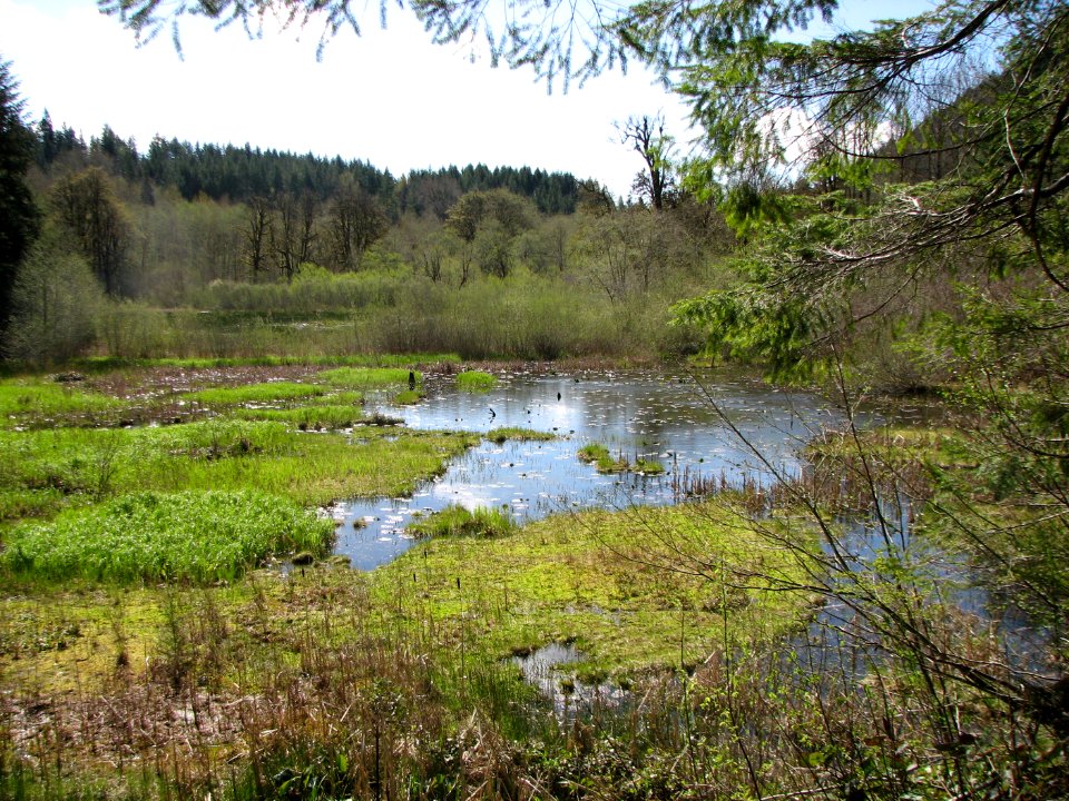 Brown Creek Beaver Pond, Nature Trail, Olympic NF