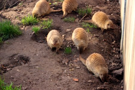 Zebra mongoose