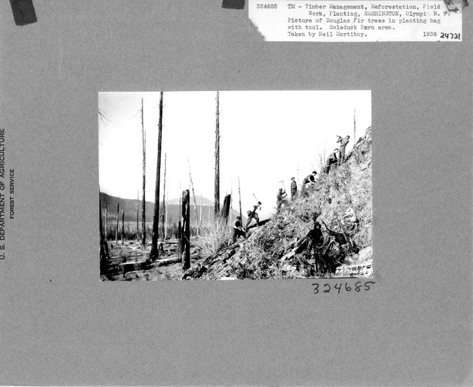 324685 Planting Trees in Soleduck Burn, Olympic NF, WA 1936