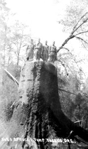 No. 26 Spruce Stump Toledo Ore.