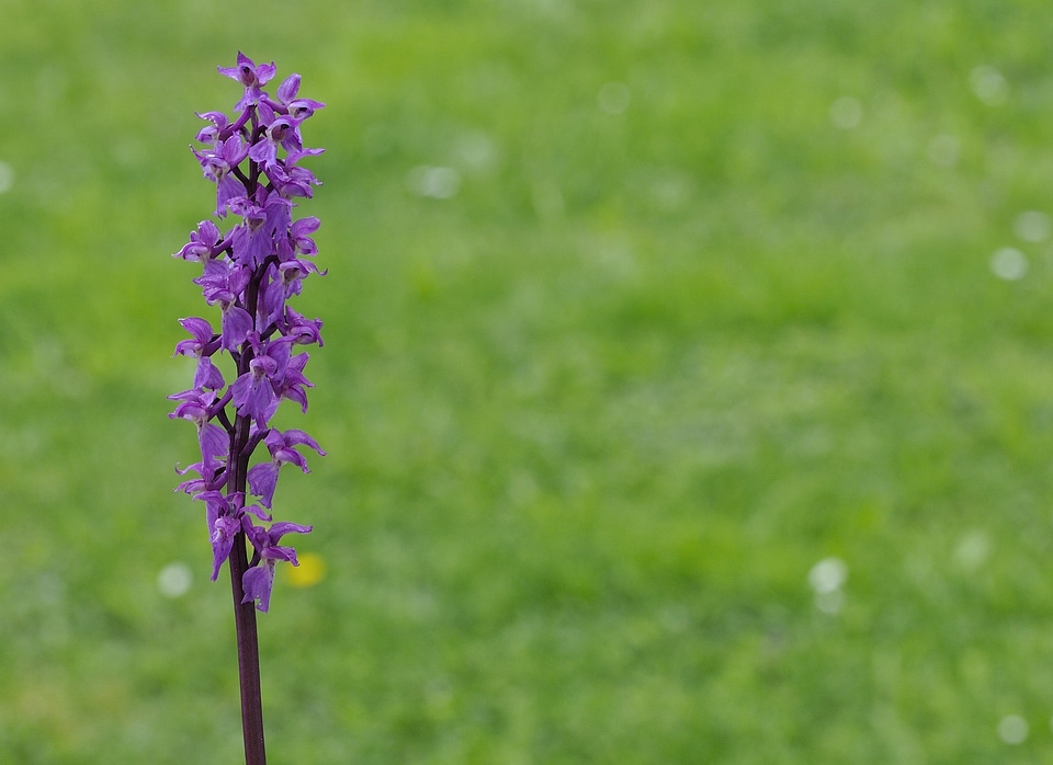 Violet nature close up