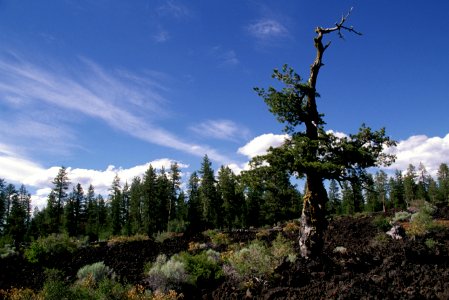 Lava Cast Forest,Deschutes National Forest.jpg