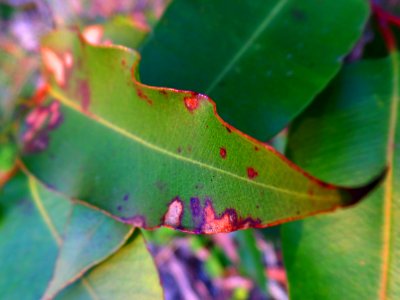 Curly eucalyptus photo