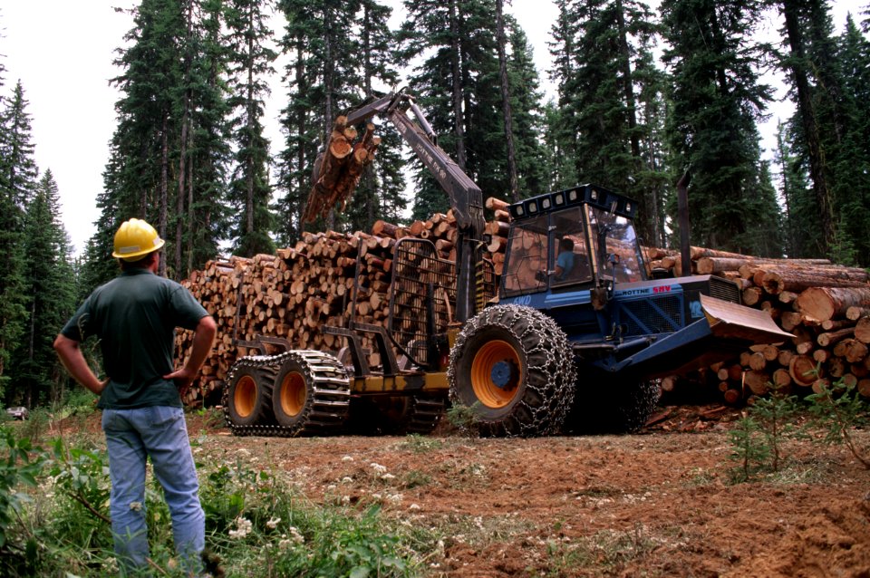 Umatilla National Forest, salvage thinning Badger TS.jpg