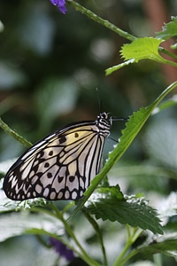 Butterfly insect macro