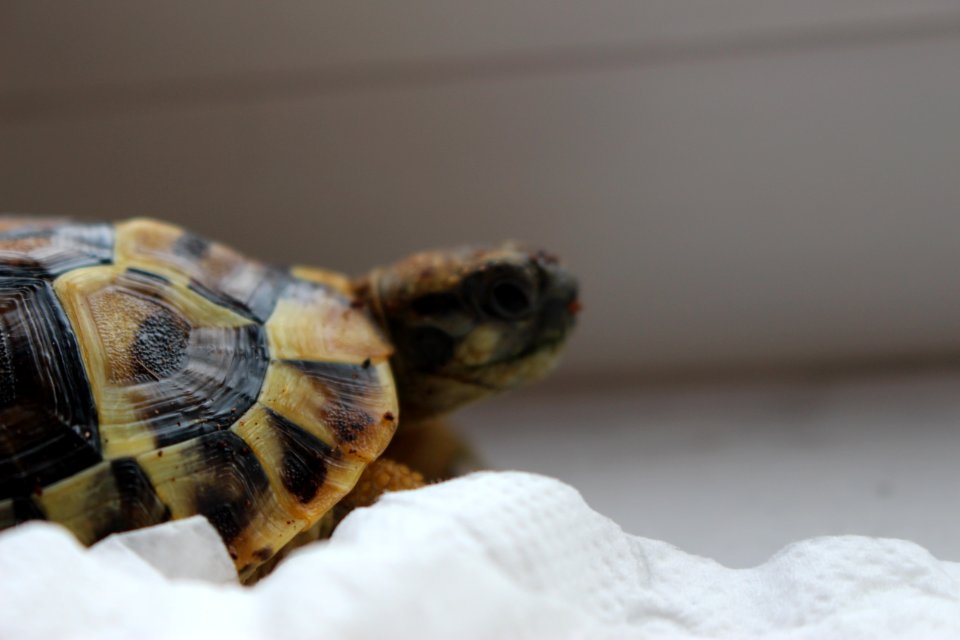 Turtle