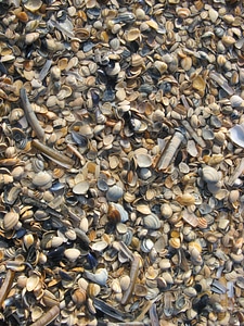Mussels beach sand