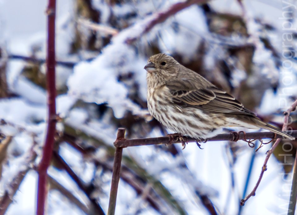 122515 Bird Feeder WH-24