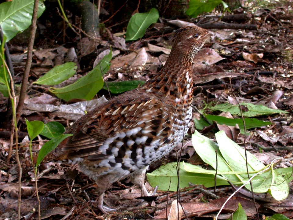 Ruffed Grouse-Olympic