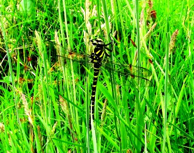 Dragonfly