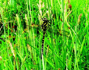 Dragonfly photo