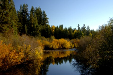 Fall Colors at Metolius Headwaters-Deschutes photo