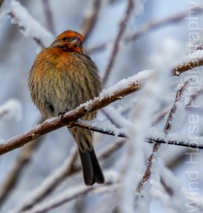 122515 Bird Feeder WH-20
