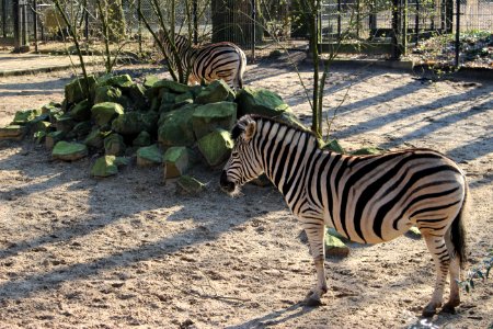 Zebra photo