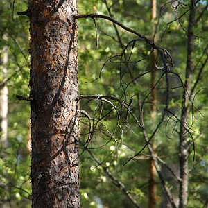 Conifer tree branches