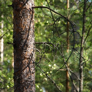 Conifer tree branches photo