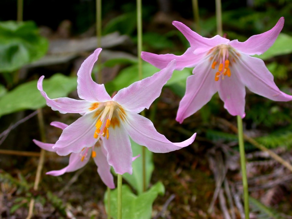 Fawn Lily at Quinault Lodge-Olympic