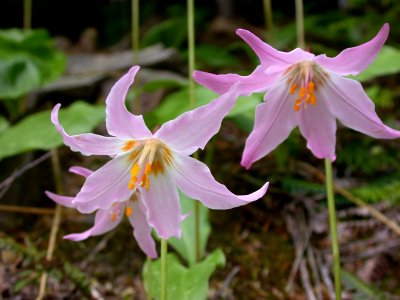 Fawn Lily at Quinault Lodge-Olympic photo