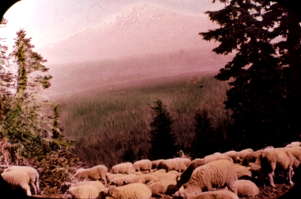 171113 Sheep on Cascade Crest, Deschutes NF 1916