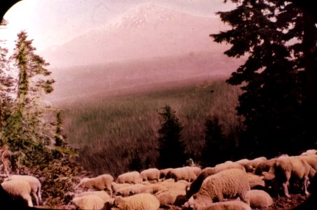 171113 Sheep on Cascade Crest, Deschutes NF 1916