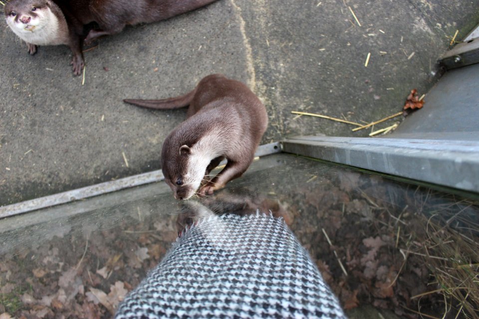 Oriental small-clawed otter