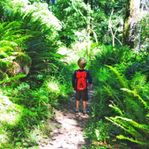 Coquille Falls Trail, Rogue River Siskiyou National Forest photo