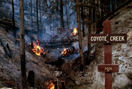 242 Coyote Creek clean-up, Safety Harbor Burn, Wenatchee Nat'l Forest  1970