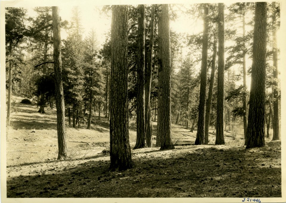 1936 Ochoco March Pine Stands 002