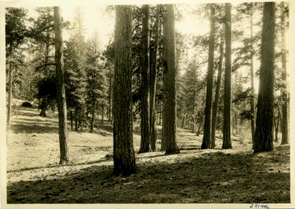 1936 Ochoco March Pine Stands 002
