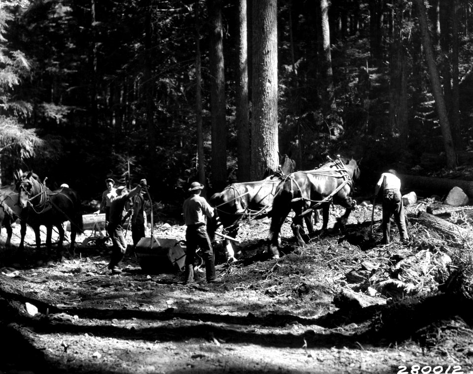 280012 CCC Camp F-24, Snoqualmie NF, WA 1933 Swan