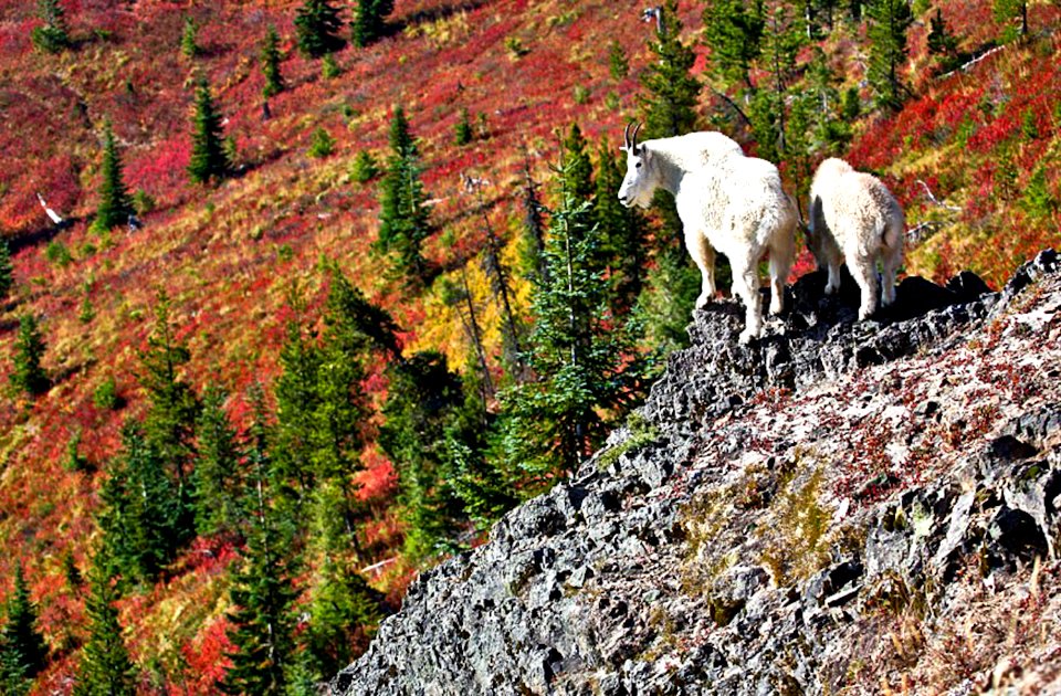 MOUNTAIN GOATS AND FALL COLOR GIFFORD PINCHOT