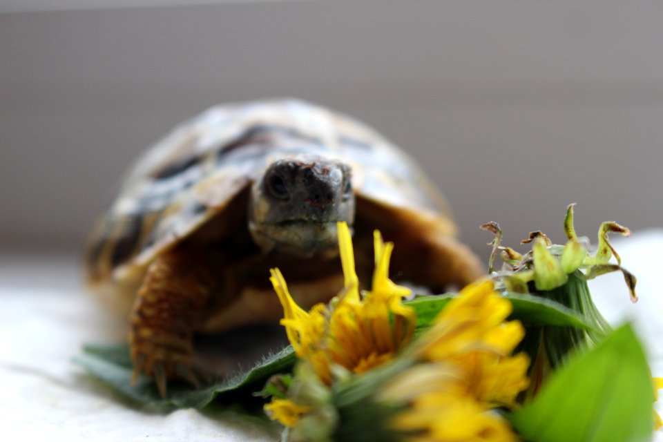 Turtle