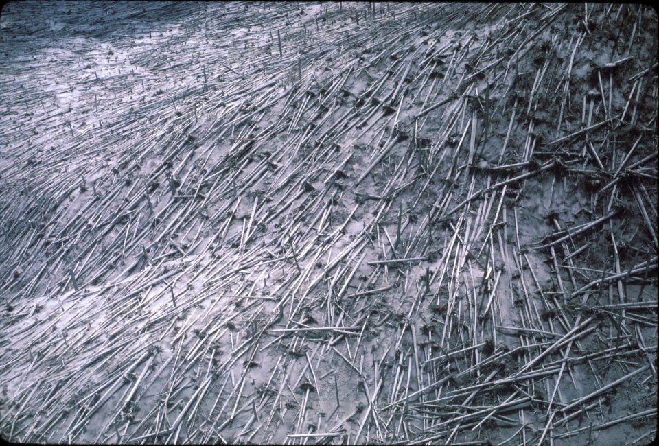 800604-2-17 Blowdown, Mount St Helens, May 1980 - Hughes